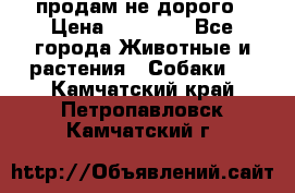 продам не дорого › Цена ­ 10 000 - Все города Животные и растения » Собаки   . Камчатский край,Петропавловск-Камчатский г.